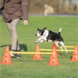 Dog Activity překážky (3 ks) 23 x 30 cm/78 cm oranž/žlutá