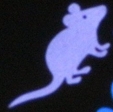 Nobby LED Pointer světelné ukazovátko myš 1ks