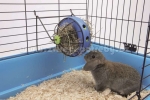 Savic Bunny Toy krmítko pro králíka 16cm