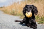Děrovaný míč s rolničkou, pro slepé psy,  ø 7 cm