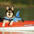 Nobby plovací vesta pro psa Žralok modrá L-40cm