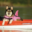 Nobby plovací vesta pro psa Žralok růžová XS-25cm