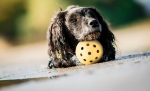 Děrovaný míč s rolničkou, pro slepé psy,  ø 7 cm