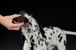 Black & White Cookies, sušenky s kuřecím, 4ks/100g