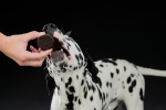 Black & White Cookies, sušenky s kuřecím, 4ks/100g