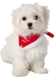 Vánoční šátek pro psa 30-40 cm/20 mm S-M