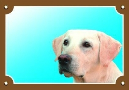 Barevná cedulka Pozor pes, Labrador světlý