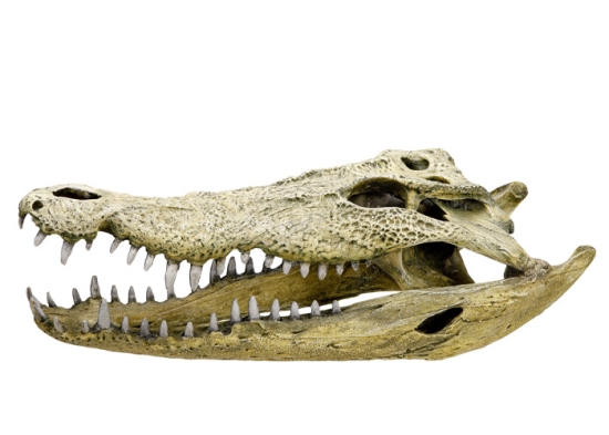 Nobby akvarijní dekorace kostra krokodýl 47,5 x 20,5 x 16 cm